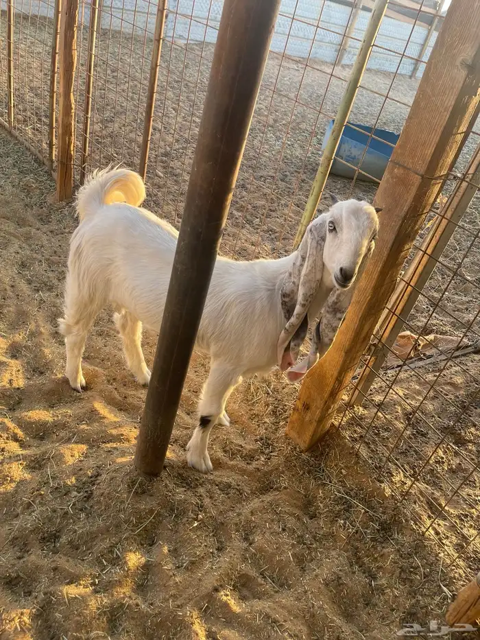 جفرة فل الفل 4 شهور ونص للخمسه تم البيع 0