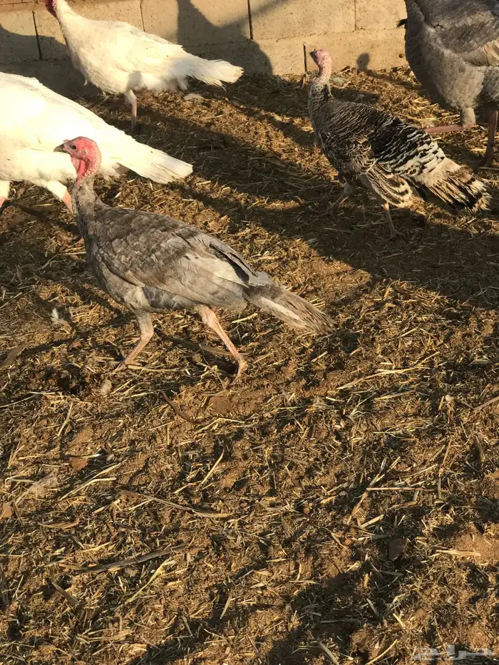 دجاج رومي لبيع على اسوم و دجاج فيومي للبيع على اسوم 1