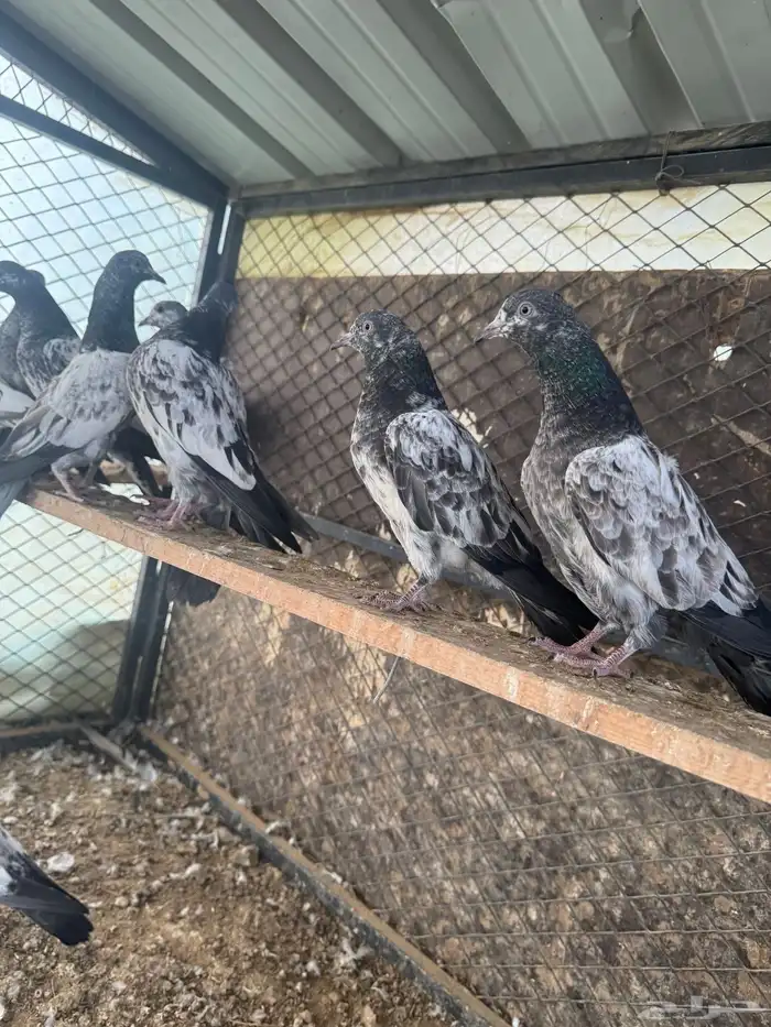 حمام بكستاني(تم البيع ) 9