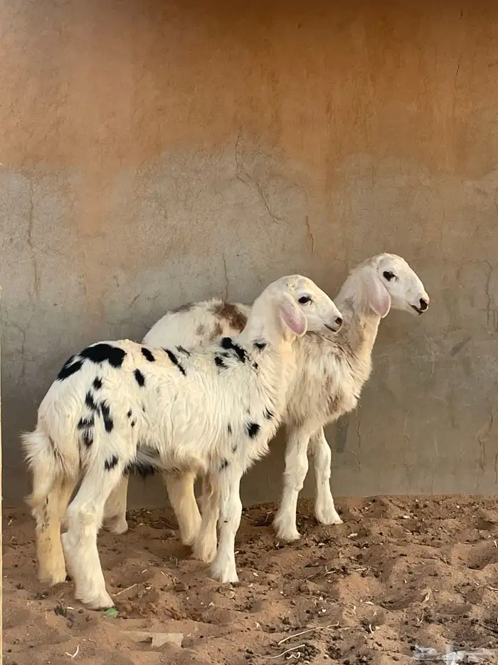 بهم هجين حري من نجدي( تم البيع ) 0