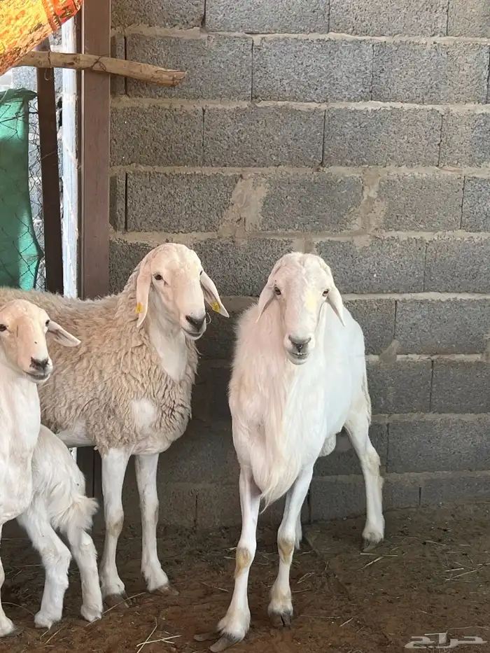 فحلين حريه طيبه جدا 2