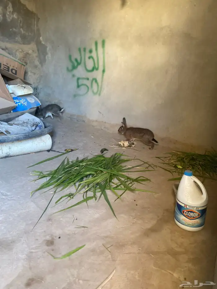 أرانب للبيع العددثنين ذكر وأنثى 4