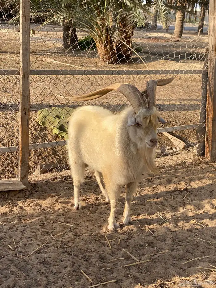 ماعز كشميري عدد 6 اناث و فحلين 5