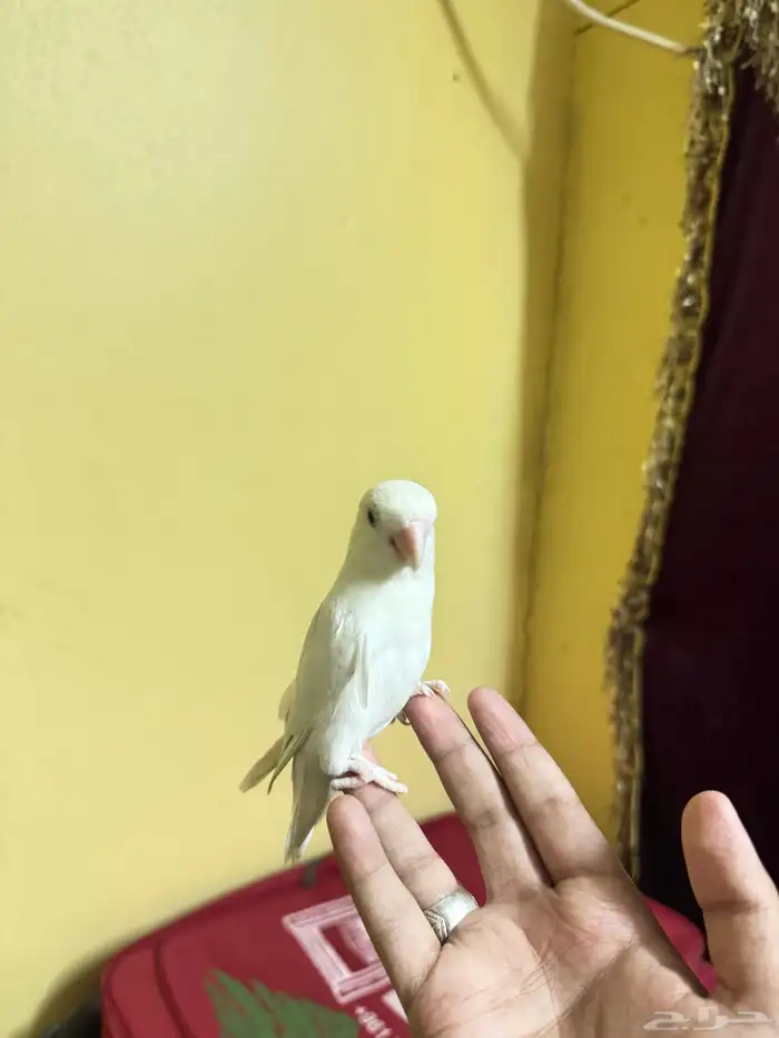 روز البينو عيون حمر 3