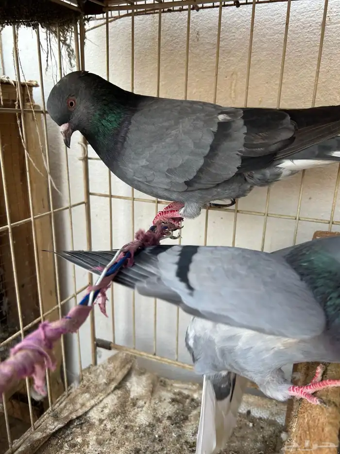 حمام قلابي قطيفي 0