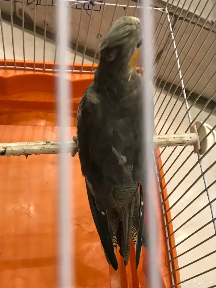 للبيع كوكتيل 2