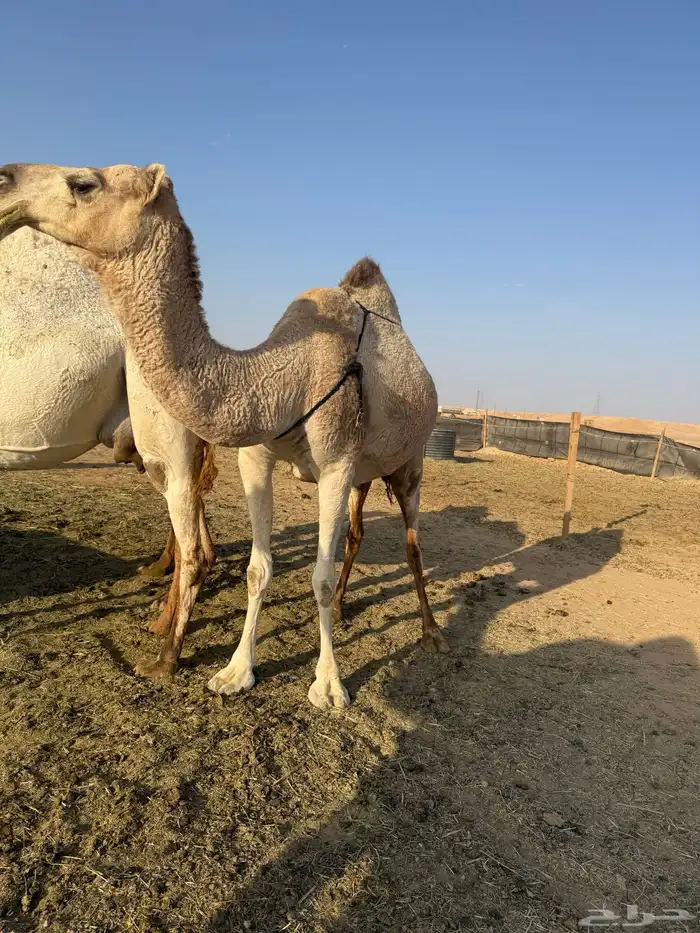 للبيع عشرا شقحاء معها بكره(تم البيع) 2