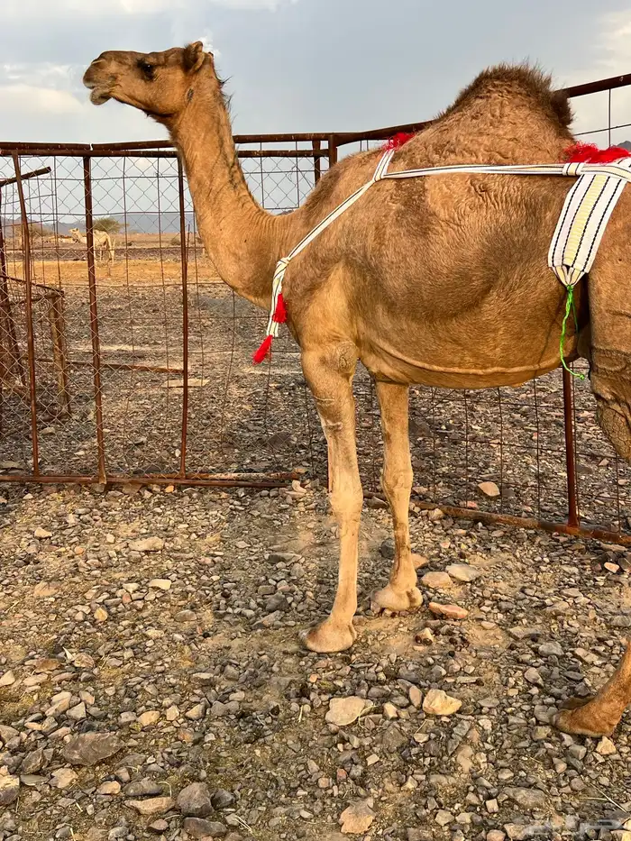 خلفه حمرا ساحليه منيحه ب 11500 تم البيع 1