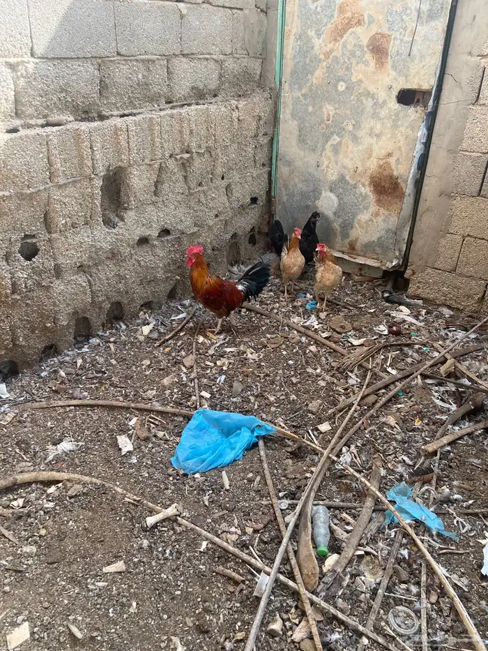 بيع ديكين وثلاث دجاج 2
