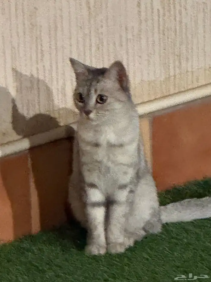 قطه اليفه جدا  للتبني 0