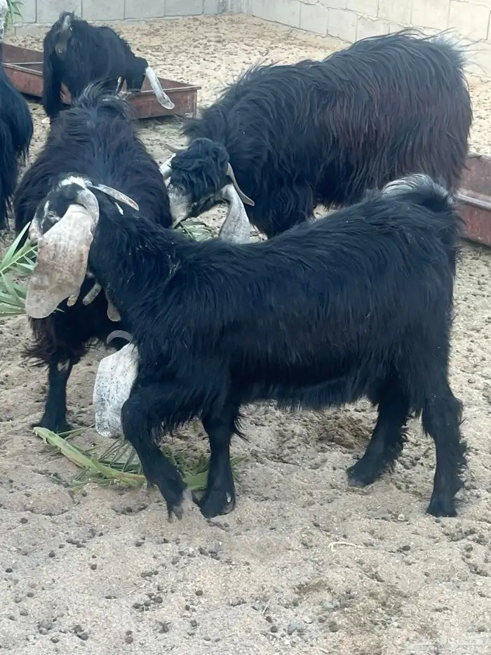 تيس للبيع ( الموقع النقيع) 0