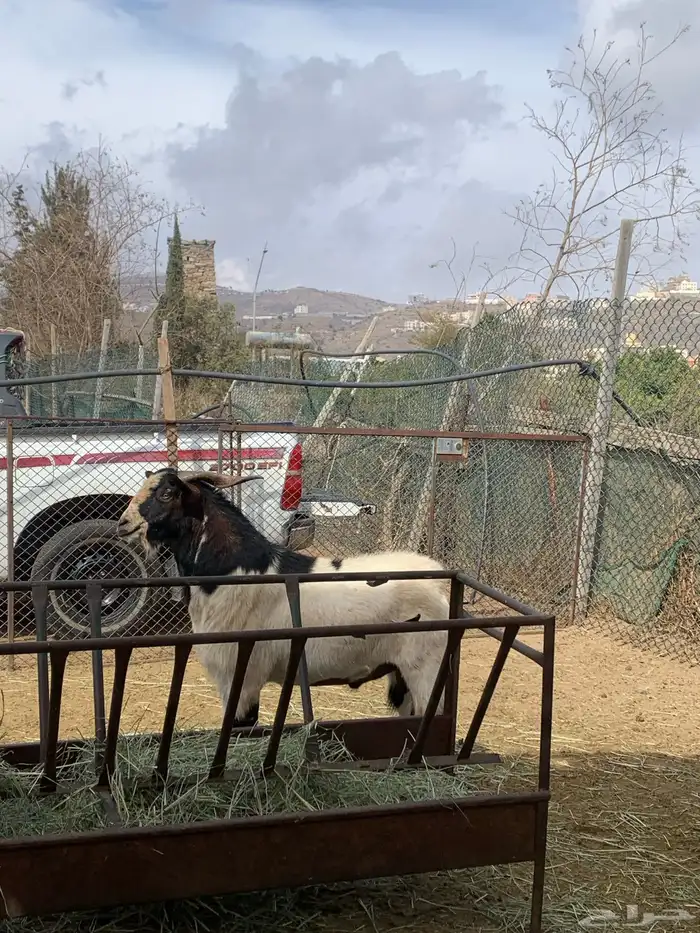 تيس فحل صنف 1