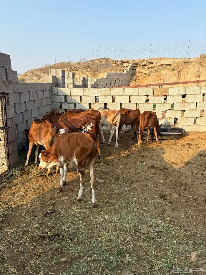 حسلان بلدي 3