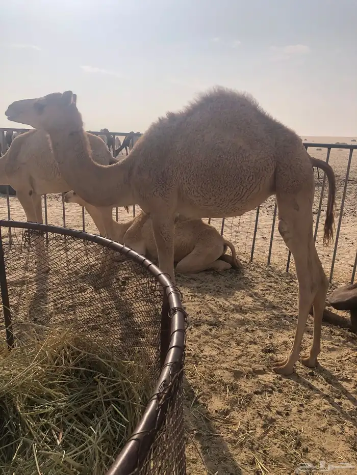 للبيع بكرتين وقعود 2