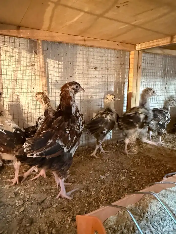 للبيع صوص دجاج سوساكس انجليزي 1