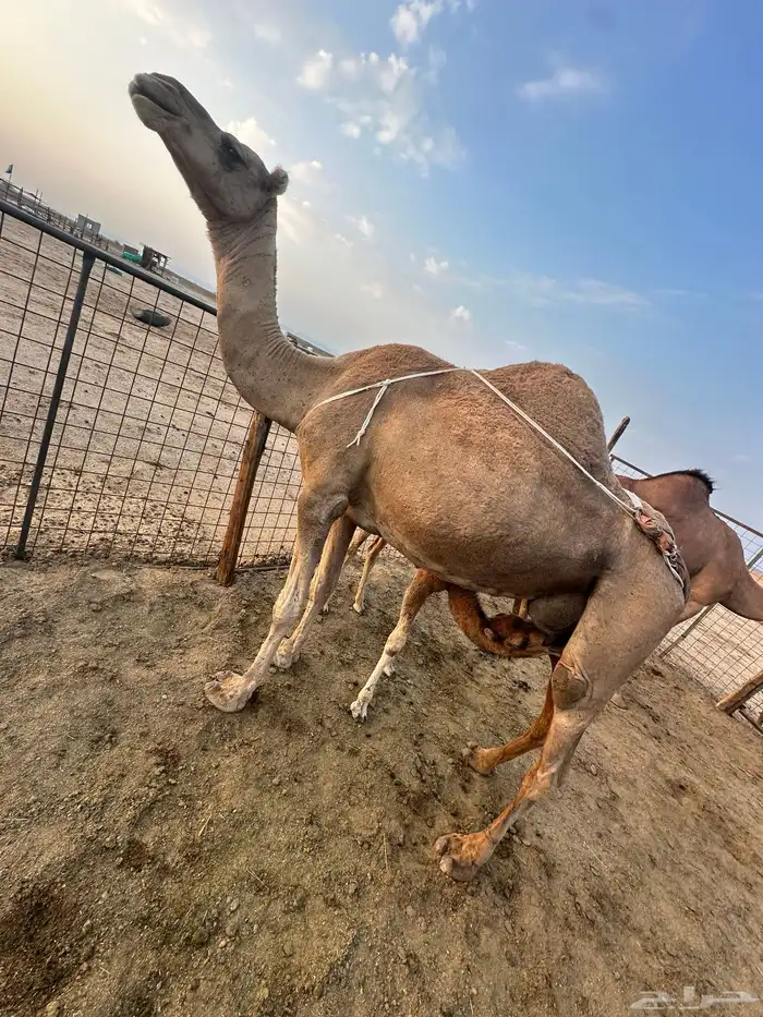 خلفه ساحليه ( تم البيع ) 2