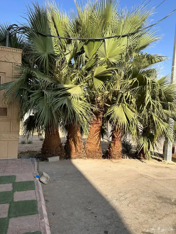 نخل واشنطني 0