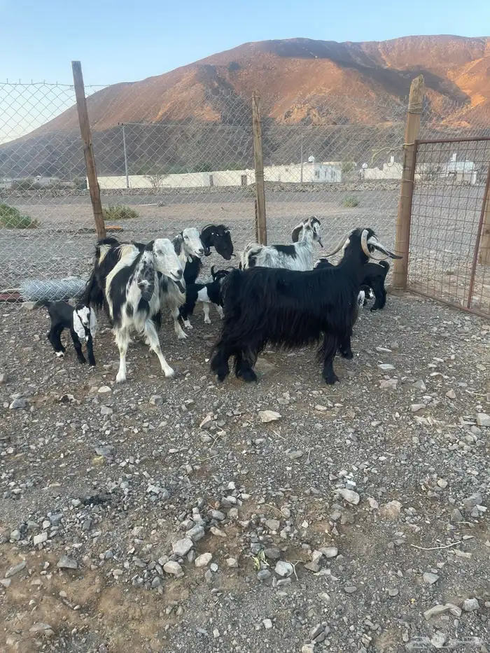 ( تم. البيع )معزاء متاويم للبيع 1