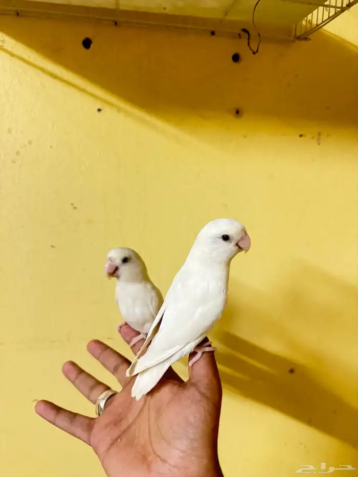 روز البينو عيون حمر 1