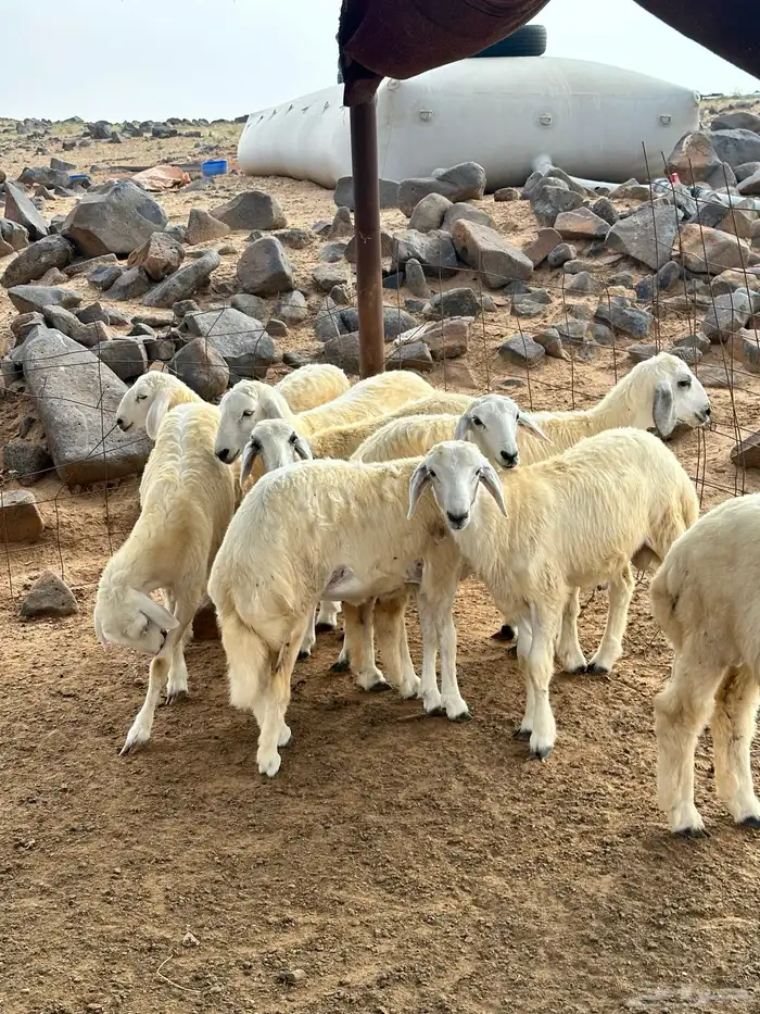 طليان حريات 0