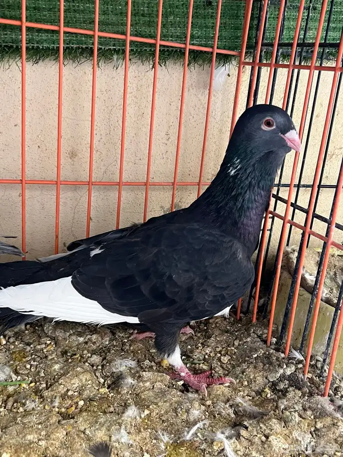 جوز حمام شامي مساويد 4