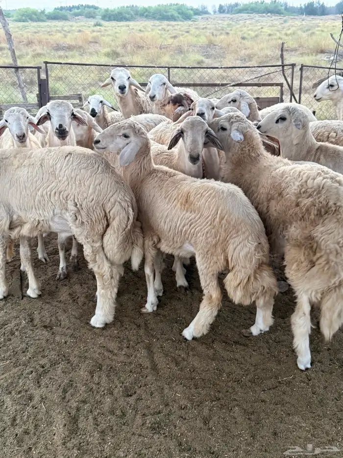 طليان حرية 0