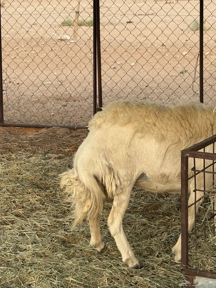 شاه حريه ثنيه دافع شهرين ونص فحص سونار شرط ديد سليم 3