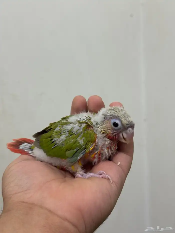 فرخ كنيور اناناس غر 0