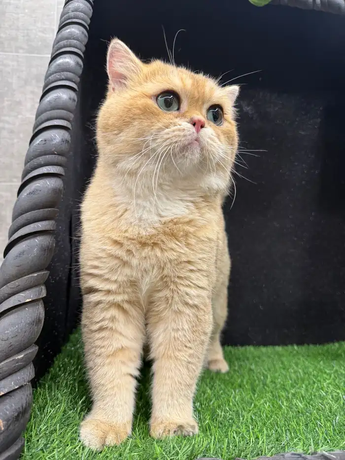 بيع كتن سكوتش فولد ستريت صور الام والاب موجودة 5