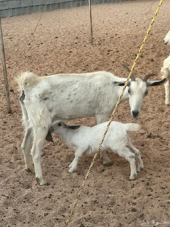 معزا خلفات 1