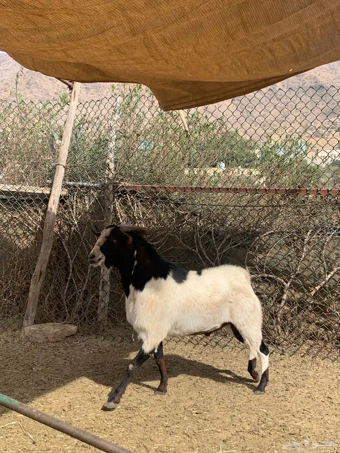 تيس فحل صنف 0