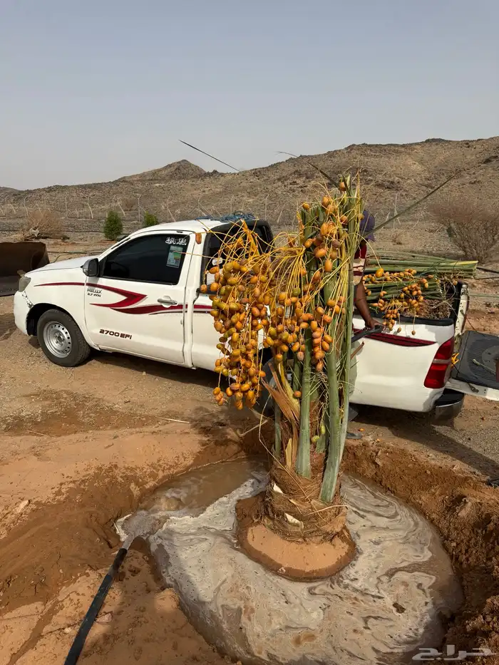 نخيل للبيع بجميع أنواعه 2