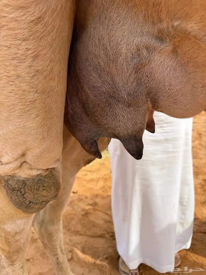 خلفه مصغر شعلا 3