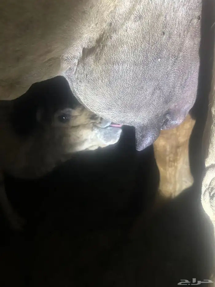 خلفه ساحليه ( تم البيع ) 4