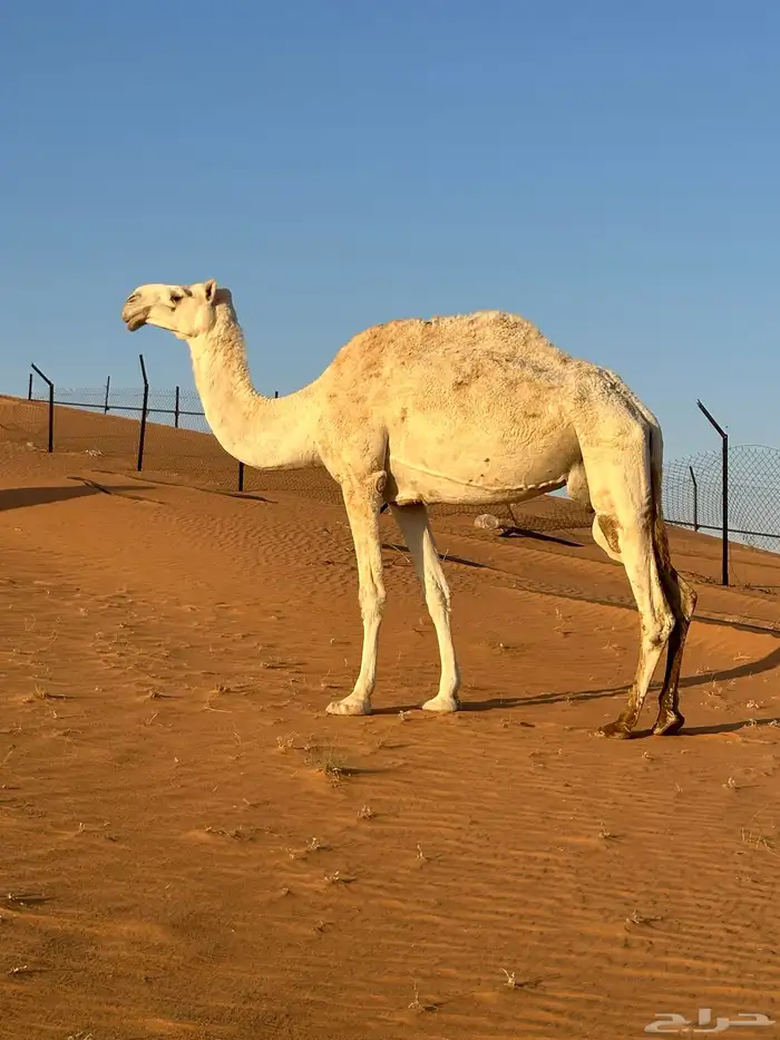 ناقة ضروبة للبيع 1