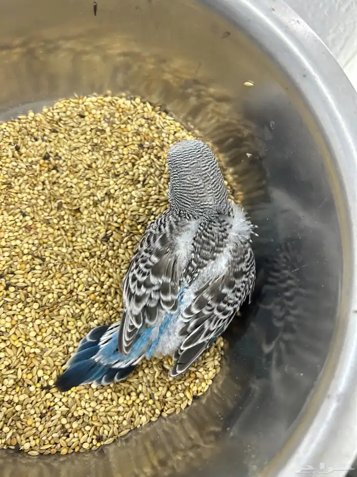 للبيع فرخ غر بادجي 1