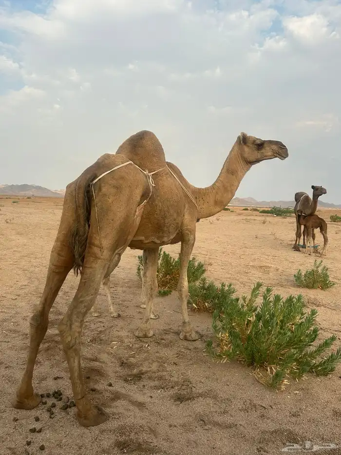 خلفه ساحليه ( تم البيع ) 1