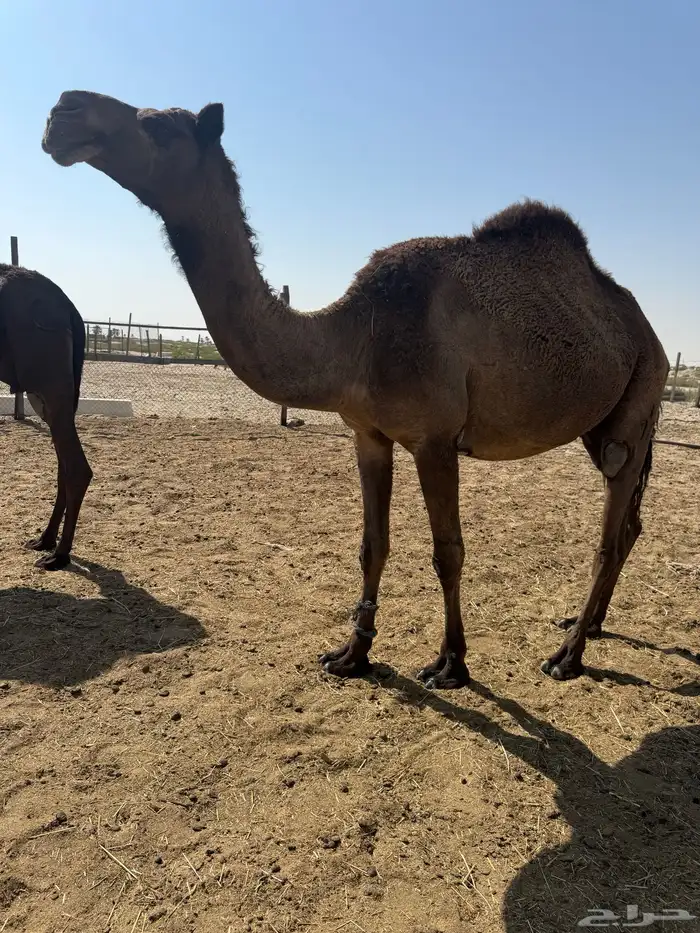 عشاير شرط ضرايب 1