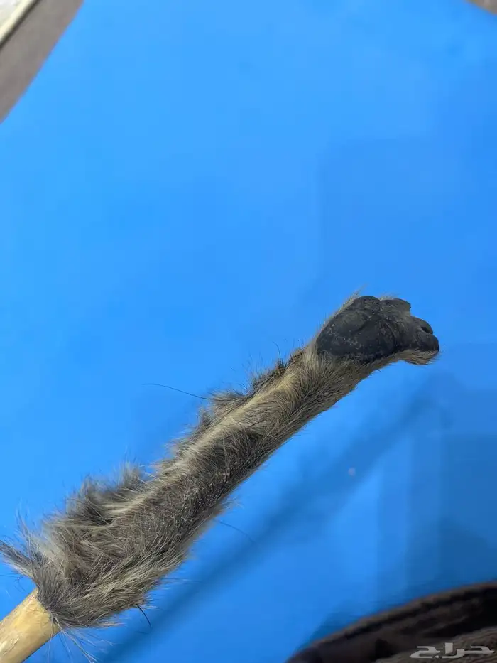 عصىاء شوحط ملبس فرو وبر في الاعلى واسفلها يد وبر 8