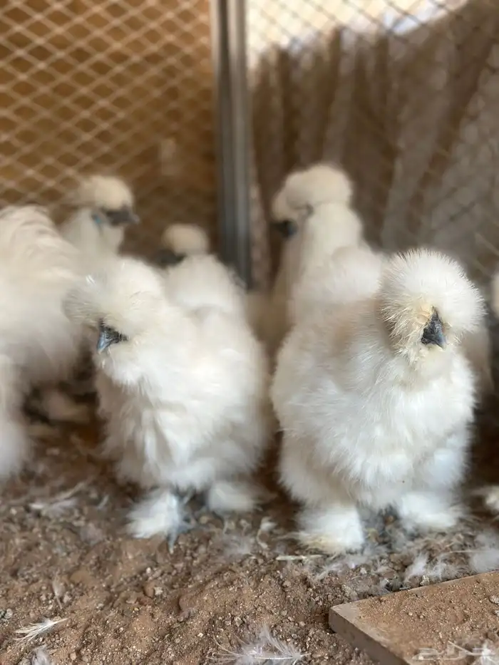 للبيع دجاج قطني امريكي بادي يبيض 0