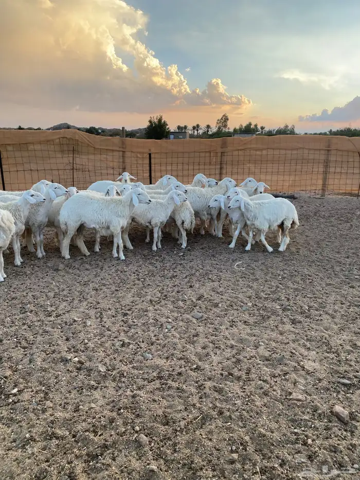 ( رخال جذعات دفيع مشروطة ) 20