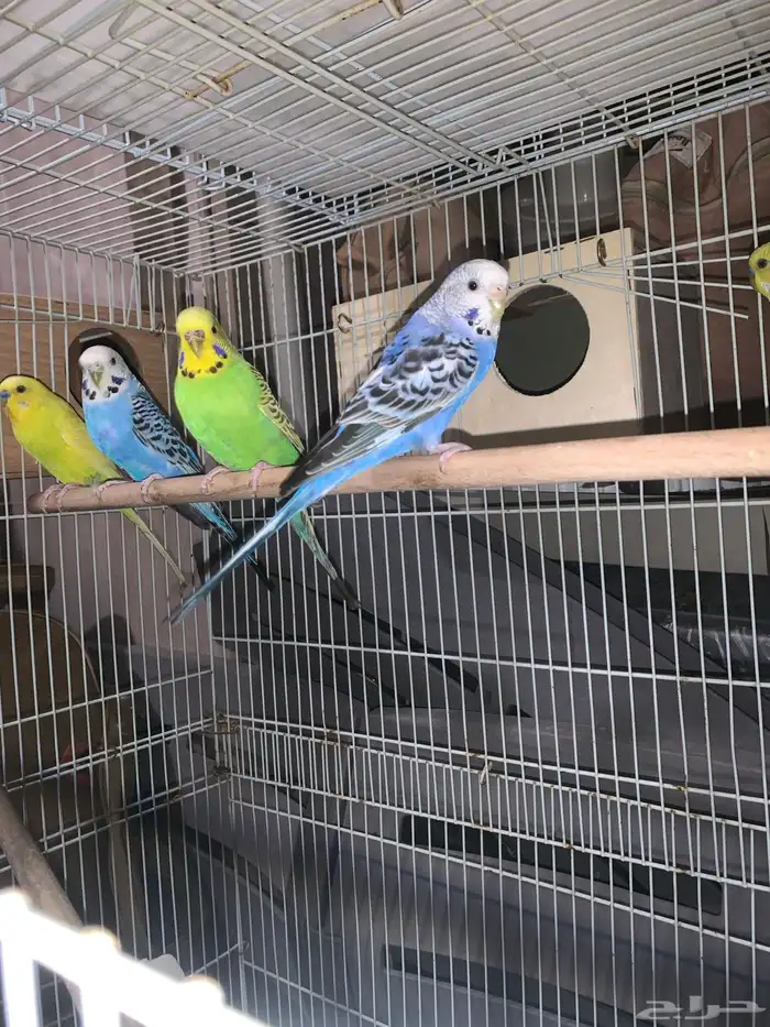 طيور باجي او طيور الحب 3