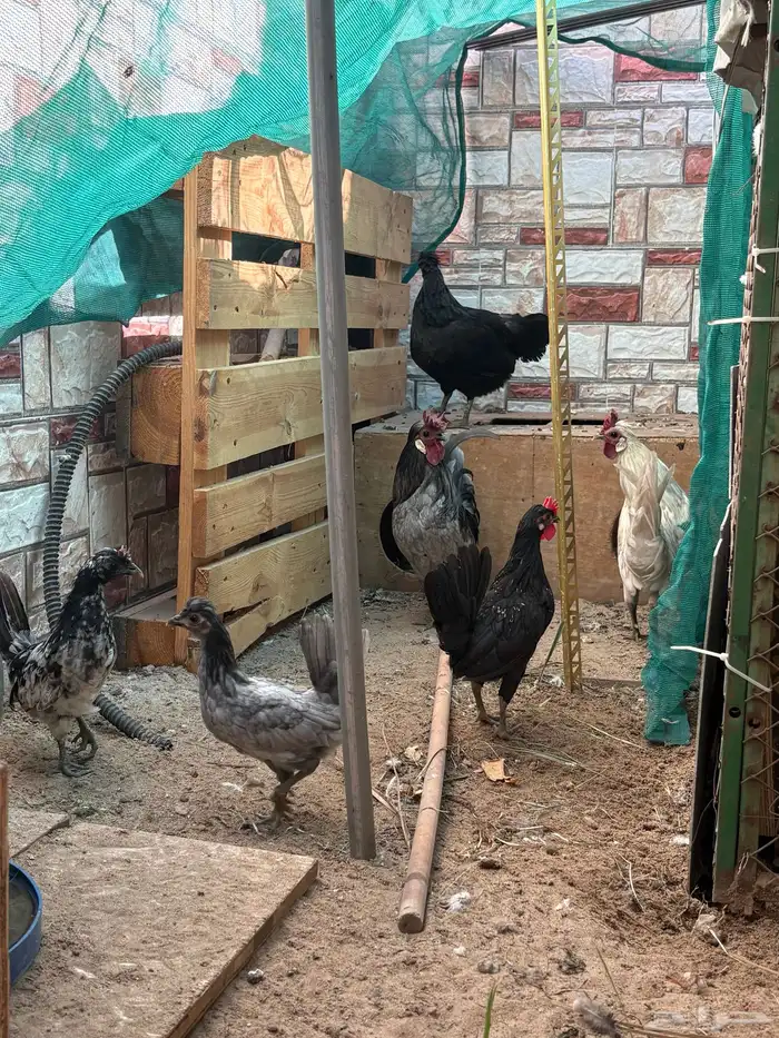 دجاج حباحب 3