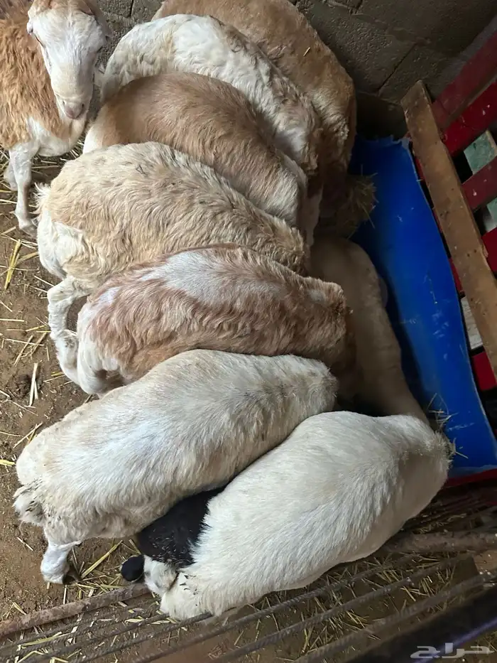 رفيديات جذعان مرآبي 25