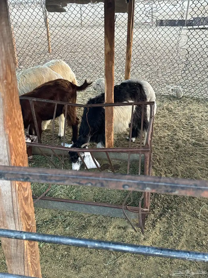 تيس وثلاث جفار العمر من خمسه شهور الى سته شهور 1