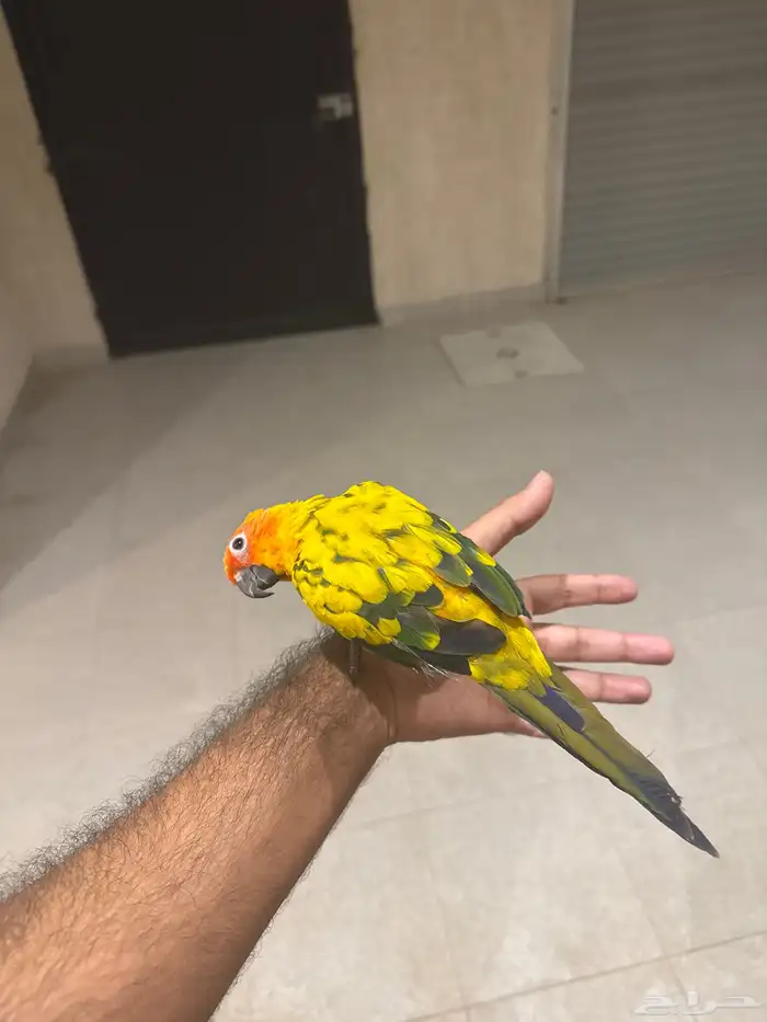 صن كنيور للبيع 2