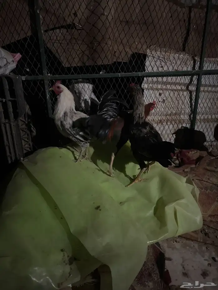 للبيع ديوك بلدي 1