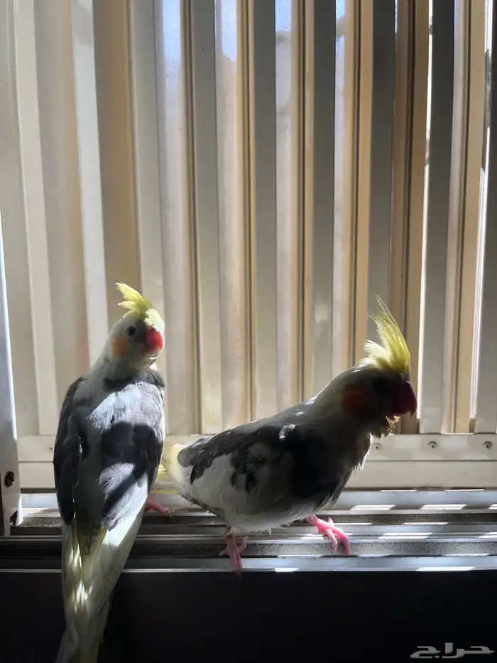 كروان صغير 0