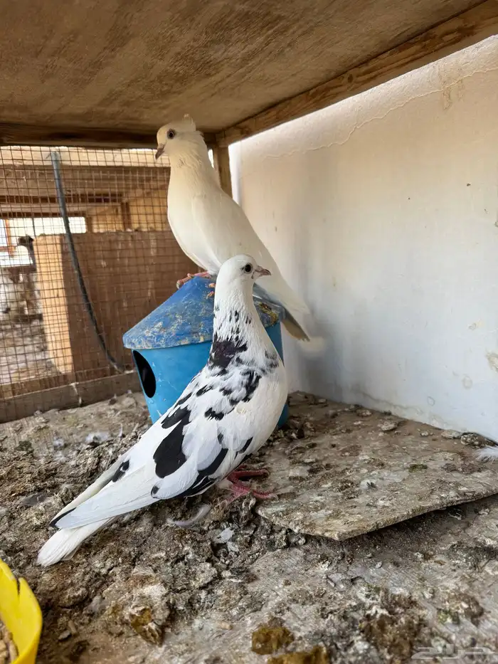 حمام قلابي قطيفي 1