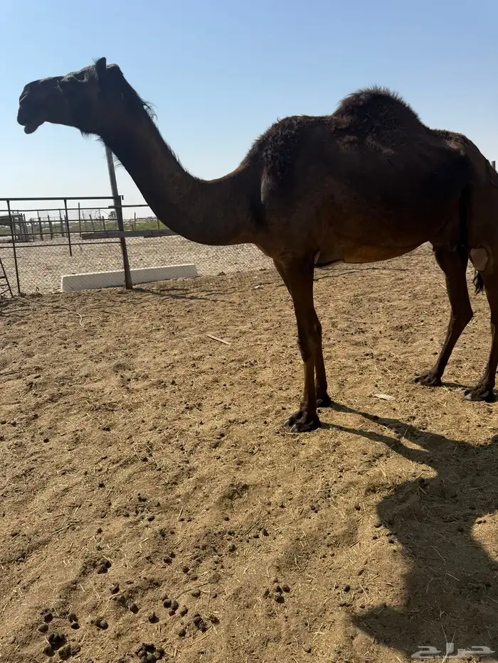 عشاير شرط ضرايب 0